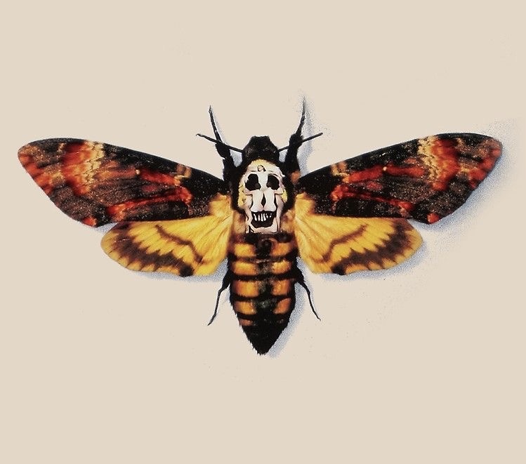 Profile image for Noa Waxman