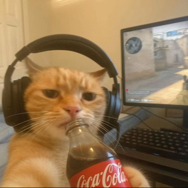 Profile image for Angela Haokip