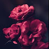 Profile image for Sara Sinha