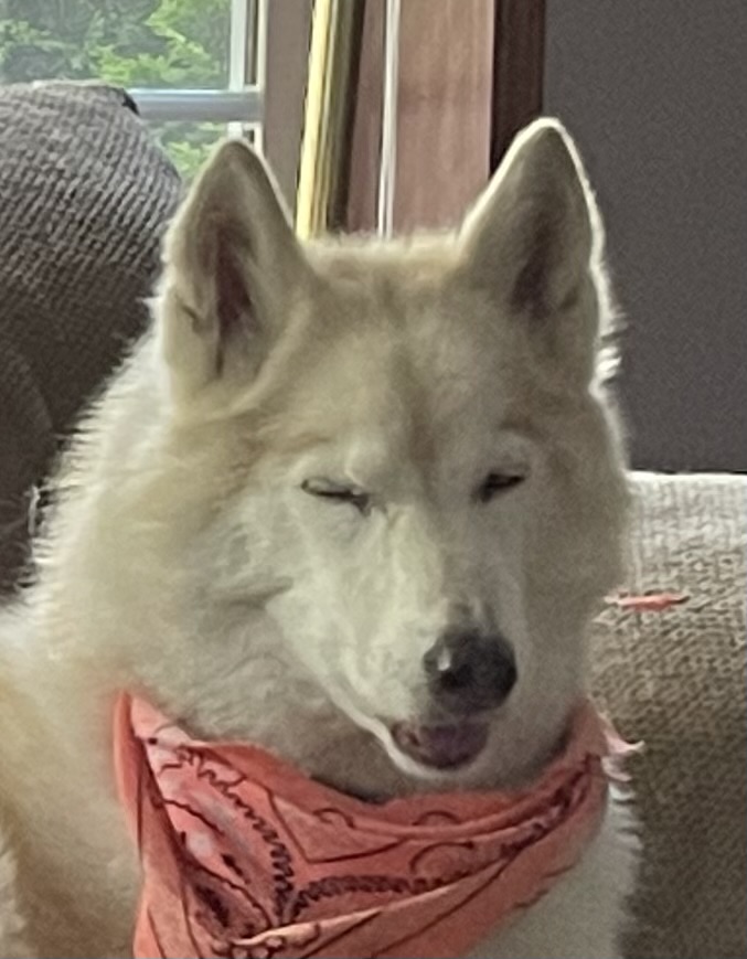 Profile image for Thomas Martin